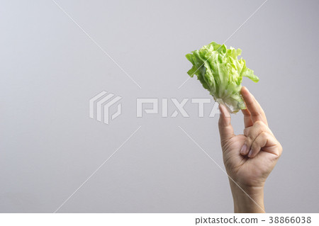 Hand holding Hydroponics veget salad roll 38866038