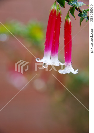 Epacris / Longiflora Epacris / Longiflora 38866069