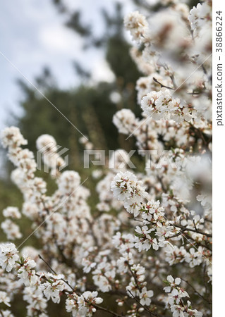 櫻桃樹的花朵 38866224