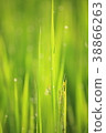 晨露和綠色 38866263