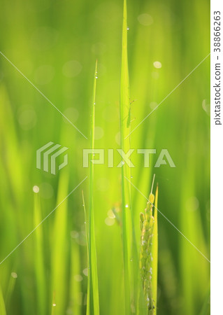 晨露和綠色 晨露和綠色 38866263