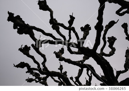 Winter street tree 38866265