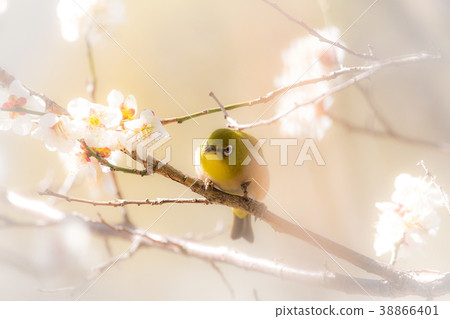 White-eye and white-eye 38866401