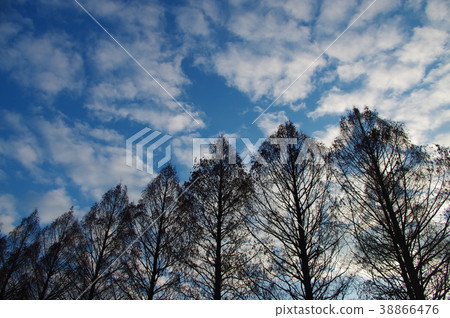 Winter blue sky and trees 38866476