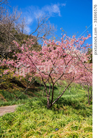 Kawazu cherry blossoms in full bloom 38866576