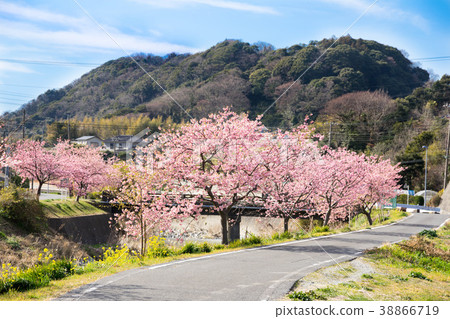 河津櫻花盛開 38866719