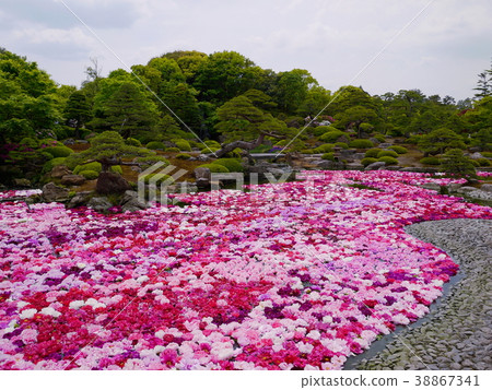 Yushien Ikesen Peony 38867341