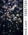 在Kamo水族館的Tako水母 38867584