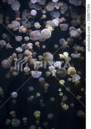 在Kamo水族館的Tako水母 在Kamo水族館的Tako水母 38867584