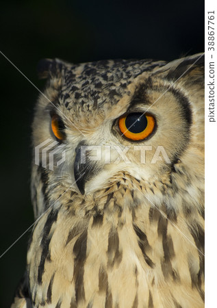 Owl 38867761