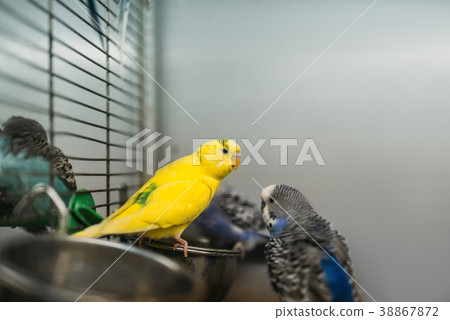 Two parrots sitting on a stick in pet shop Two parrots sitting on a stick in pet shop 38867872