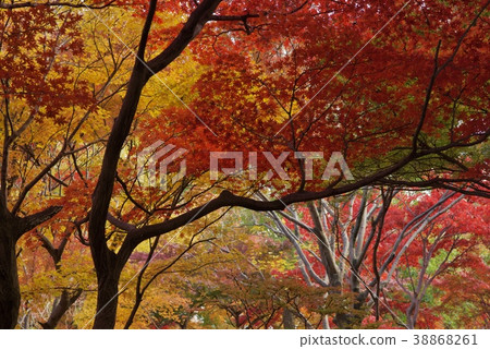 Jindai Botanical Gardens Jindai Botanical Gardens 38868261