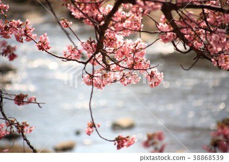 Kawazu Sakura in full bloom against the river surface Kawazu Sakura in full bloom against the river surface 38868539