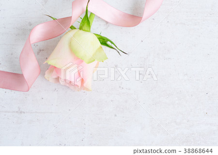 Pink rose flowers 38868644