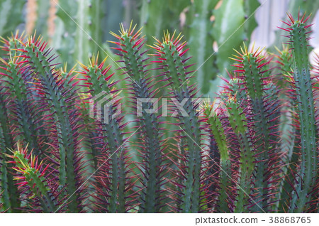 多汁植物 38868765