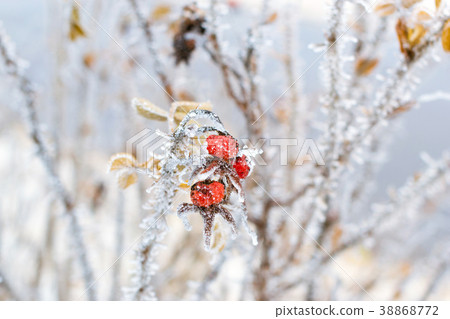 Frozen flowers of wild rose covered with ice 38868772