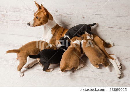 View from above of mother basenji feed her puppies 38869025