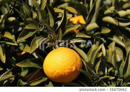 Natsumikan Natsumikan 38870662