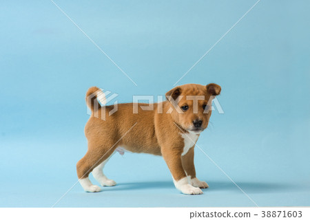 Portrait of brown baby basenji 38871603