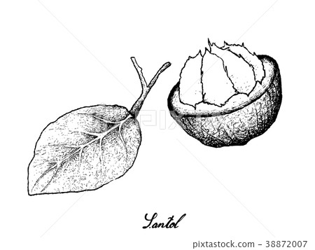 Sweet Ripe Santol Fruit on White Background 38872007