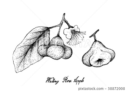 Hand Drawn Watery Rose Apple on White Background 38872008