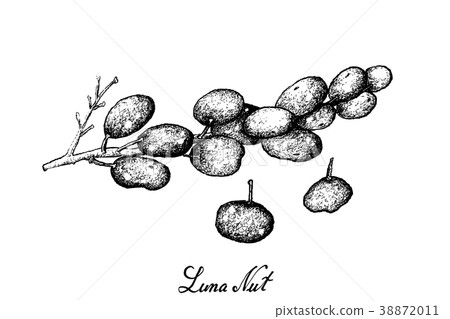 Sweet Ripe Luna Nut Fruits on White Background Sweet Ripe Luna Nut Fruits on White Background 38872011