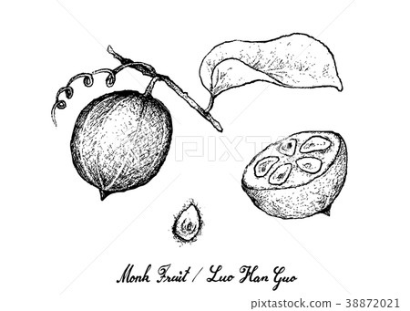 Hand Drawn of Monk Fruit on White Background Hand Drawn of Monk Fruit on White Background 38872021