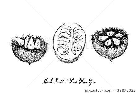 Hand Drawn of Monk Fruit on White Background Hand Drawn of Monk Fruit on White Background 38872022