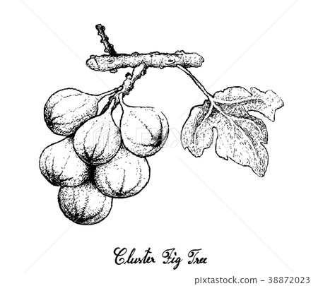 Hand Drawn of Cluster Fig Tree in White Background 38872023