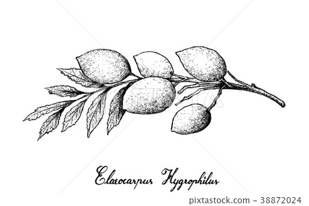 Elaeocarpus Hygrophilus on White Background 38872024