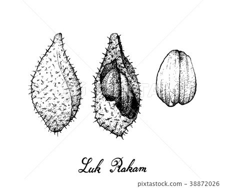 Hand Drawn of Luk Rakam on White Background 38872026