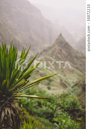 Agave plants in front of lombo de pico rock in Xo Agave plants in front of lombo de pico rock in Xo 38872210