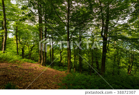 meadow in ancient beech forest 38872307