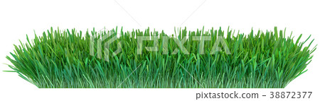 Green grass. Natural grass texture background 38872377