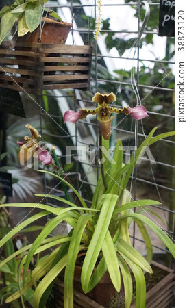 Beautiful blooming orchid flower in the garden Beautiful blooming orchid flower in the garden 38873120