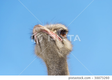 Ostrich's face Blue sky (Asahiyama Zoo) 38873260
