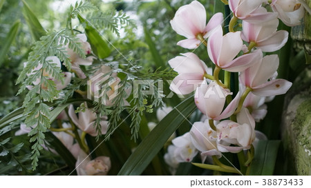Beautiful blooming orchid flower in the garden Beautiful blooming orchid flower in the garden 38873433