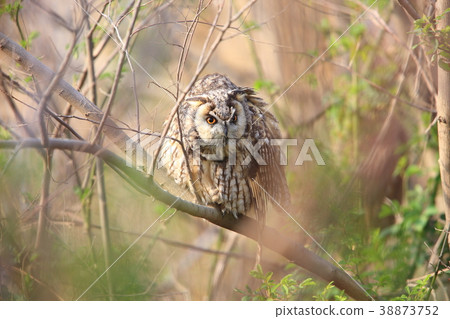 長耳鴞 長耳鴞 38873752