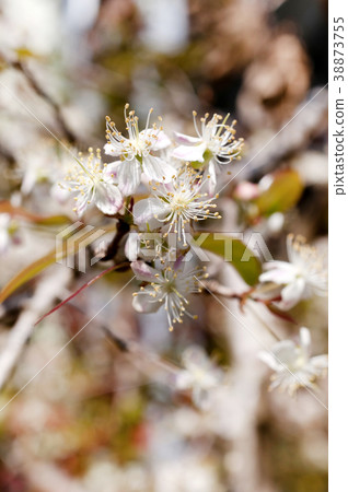 Pitanga flower Pitanga flower 38873755