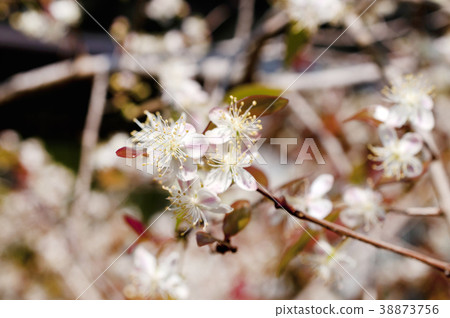 Pitanga flower 38873756