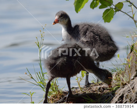 Juvenile of Eurasian coot bird Juvenile of Eurasian coot bird 38873914