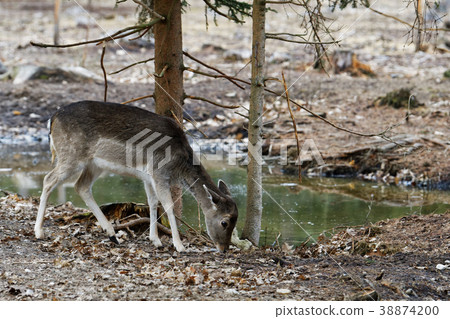 Female of fallow deer (Dama dama) 38874200