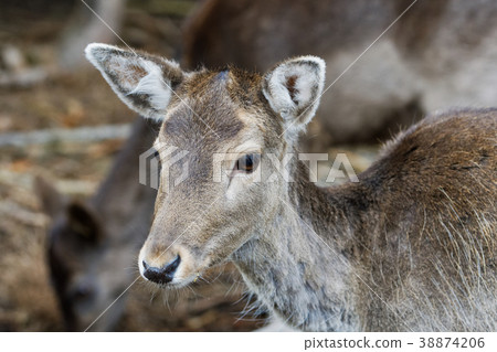 Portrait of fallow deer (Dama dama) Portrait of fallow deer (Dama dama) 38874206