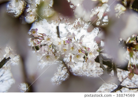 夢幻般的天空,微風和櫻花景觀 夢幻般的天空,微風和櫻花景觀 38874569