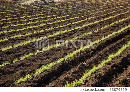 麥田在早期的春天 38874859