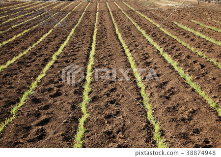 Wheat field in early spring Wheat field in early spring 38874948