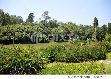 新加坡植物園 38875150