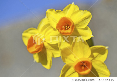 Kizuysen (Yellow Daffodils) Kizuysen (Yellow Daffodils) 38876349