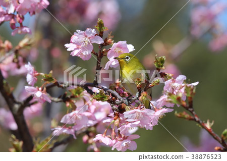 Kawazu cherry tree and mezzo Kawazu cherry tree and mezzo 38876523