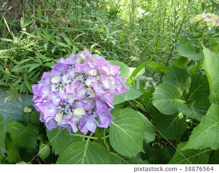 繡球 38876564